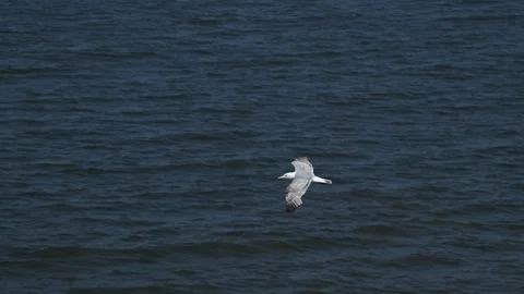 Seagull flying over the deep ocean Stock Footage 278385005