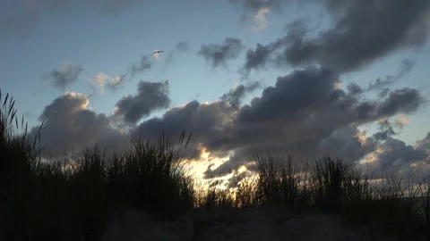 Seagull flying over dunes Stock Footage 149266612