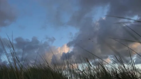 Seagull flying over the dunes 库存影片 149269323