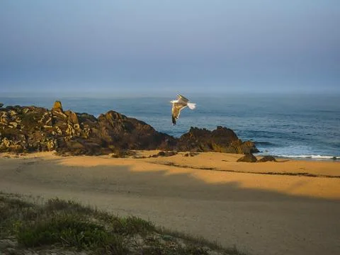 Seagull Flying Over Empty Beach at Sunrise, Praia Azul, Portugal Stock Photos