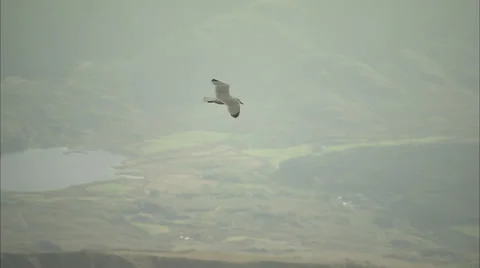 Seagull flying over fields Stock Footage 37164546