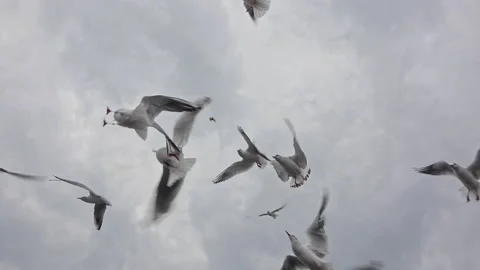 Seagull Flying Over Grey sky Stock Footage 169733685