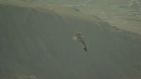 Seagull Flying Over Hills Stock-Footage 37166294
