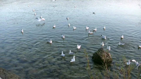 Seagull flying over Lake Ammer, Herrsching, Bavaria, Germany Stock Footage