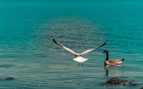 A seagull flying over the lake while a Canada Goose swims Stock Photos