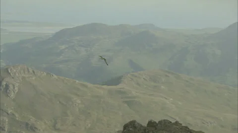Seagull Flying over Moutain Stock Footage 37160790