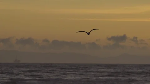 Seagull flying over ocean at dusk Stock Footage 88282921