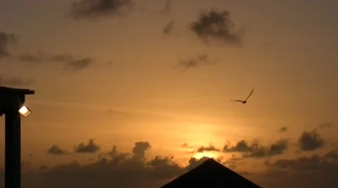 Seagull flying over ocean 库存影片 8567356