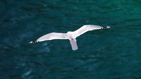 Seagull flying over the ocean Stock Footage 83000007