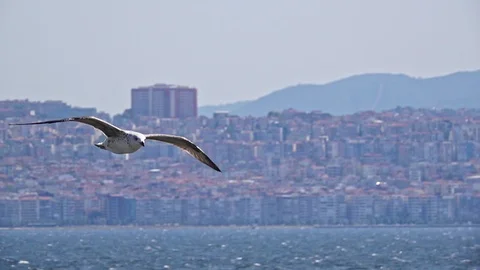 Seagull Flying Over Ocean Stock Footage 115253342