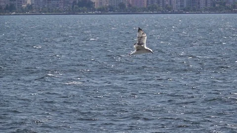 Seagull Flying Over Ocean Stock Footage 115257669