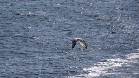 Seagull Flying Over Ocean Stock Footage 115275341