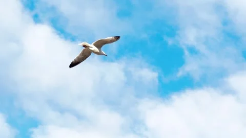 Seagull Flying Over Ocean Stock Footage 282794626