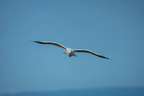 Seagull flying over the ocean Stock Photos