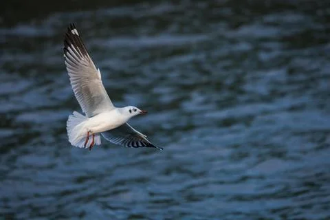 Seagull flying over the ocean Stock Photos