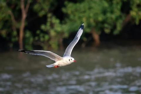 Seagull flying over the ocean Stock Photos