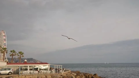 Seagull Flying Over the Ocean at Sunset Stock Footage 303153044