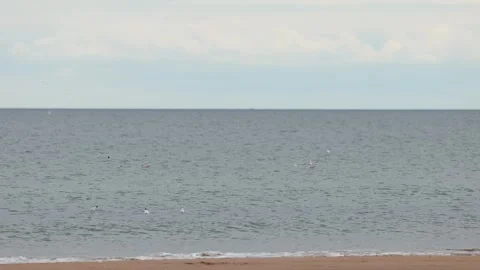 Seagull Flying Over Ocean Waves at Carnoustie Beach Vídeo Stock 317281595