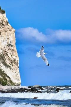Seagull flying over ocean waves near a rocky coastline on a clear day Stock Photos