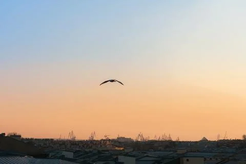 Seagull flying over panoramic view of the roofs in sunset light. Stock Photos