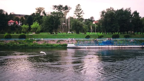 Seagull flying over the river Stock Footage 71229800