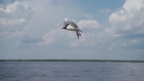 Seagull flying over the river Stock Footage 156504552