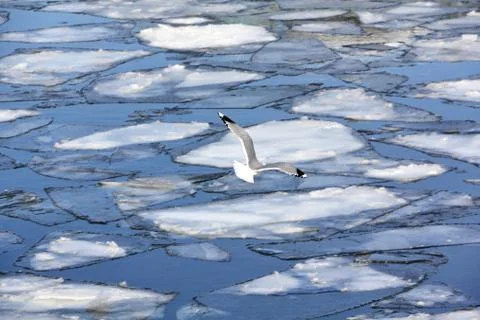 Seagull flying over the river Stock Photos
