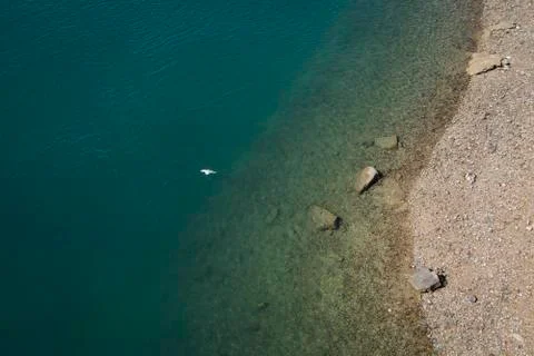 Seagull flying over river Stockfoto's