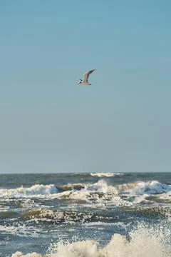 Seagull flying over rough waves at the north sea Stock Photos