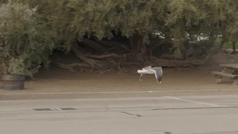 Seagull flying over RV picnic area in Morro Bay, California Stock Footage 345146505