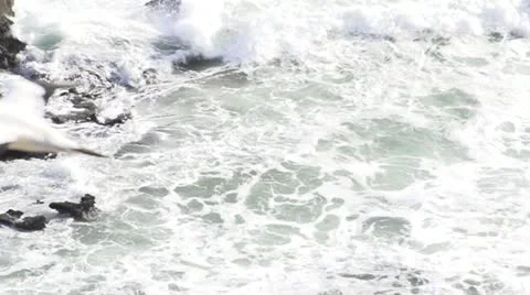 Seagull flying over sea Stock Footage 12104947