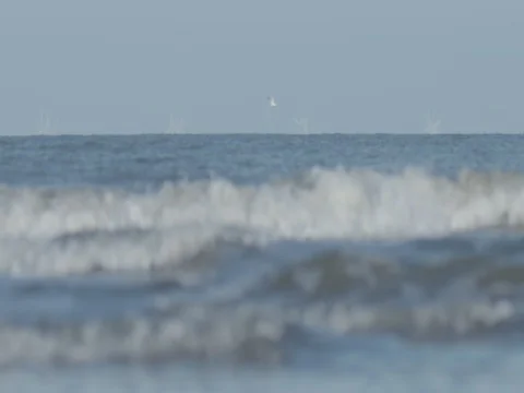 Seagull flying over the sea Stock Footage 73686756
