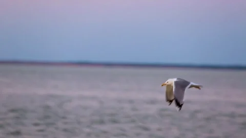 Seagull flying over the sea Stock Footage 77665504