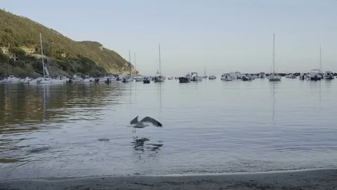 Seagull Flying over the Sea Video stock 82843673