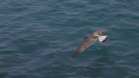 Seagull flying over the sea. Stock Footage 83322893