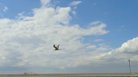 The seagull is flying over the sea Stock Footage 97635616