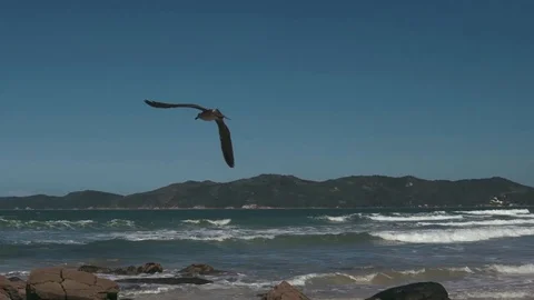 Seagull flying over the sea. Stock Footage 106852914