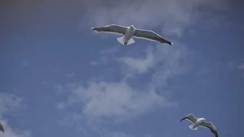 Seagull flying over the sea Stock Footage 149659793