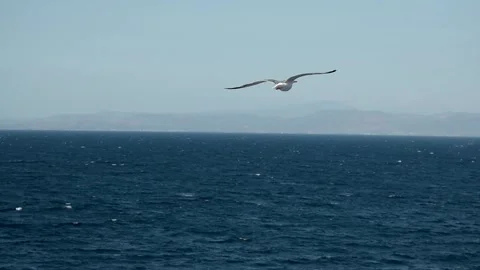 Seagull flying over the sea Stock Footage 265778873
