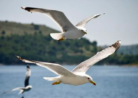 Seagull flying over the sea Stock Photos