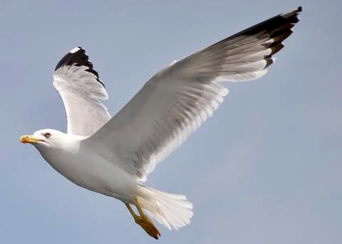 Seagull flying over the sea Stock Photos