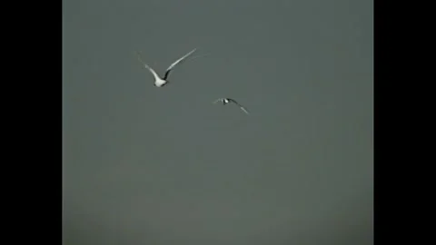Seagull flying over sea in retro VHS home video Video stock 330250453