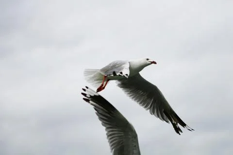 Seagull flying over the sky Stock Photos