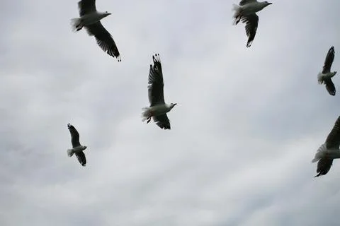 Seagull flying over the sky Stock Photos