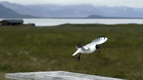 Seagull flying over the Snaefellsnes area in Iceland. Stock Footage 239095287
