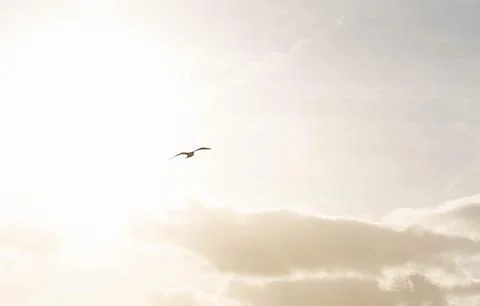 Seagull flying over sunset cloudy sky Stock Photos
