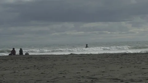 Seagull Flying Over Surf Stock Footage 79064857