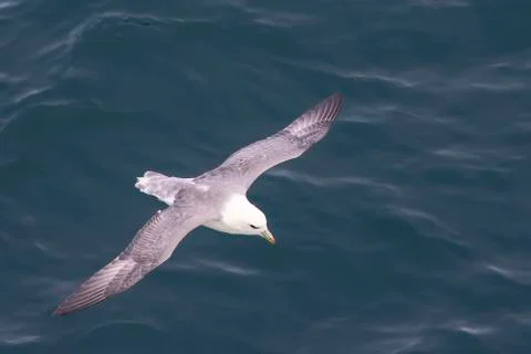 Seagull flying over the surface of the ocean Stock Photos