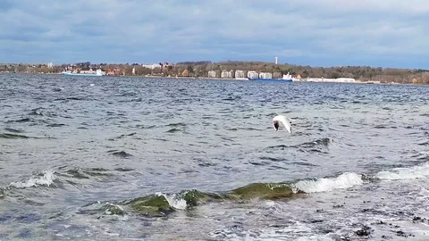 Seagull flying over the water of Baltic sea at Kiel fjord in north of Germany Stock Footage 127591973