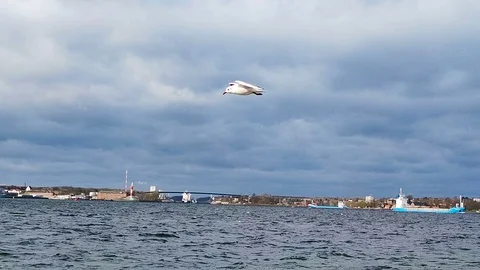 Seagull flying over the water of Baltic sea at Kiel fjord in north of Germany Video stock 127593684